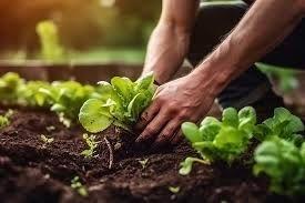 Agricultura, Artículos para Granjas y Productos Químicos